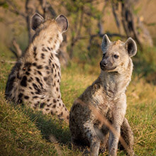 Sheep and Hyena – A fun game from Sudan