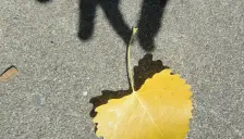 shadow of hand holding leaf