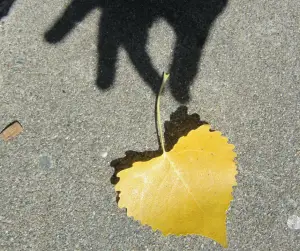 shadow of hand holding leaf
