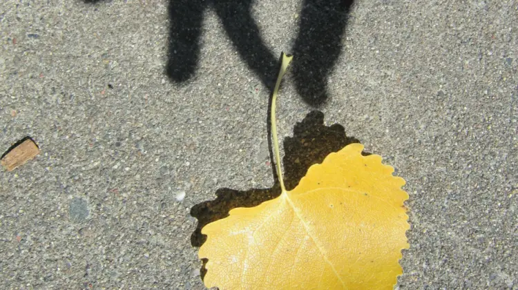 shadow of hand holding leaf