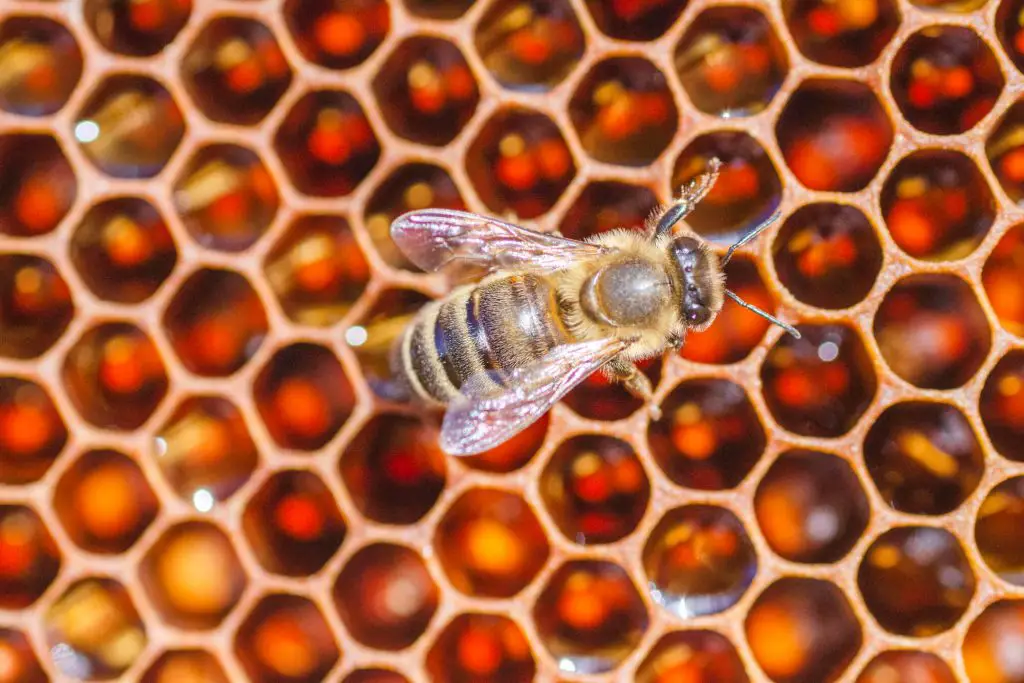 bee on honeycomb